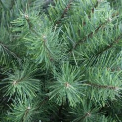 7.5ft. Unlit Northern Fir Artificial Christmas Tree -Michaels Store D248435S 22